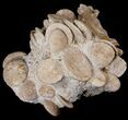 Fossil Sand Dollar (Heliophora) Cluster - Cyber Monday Deal! #14161-1